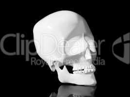 Human skull