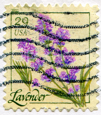 lavender