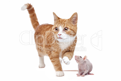 Cat and Rat