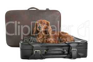 Dog on suitcase
