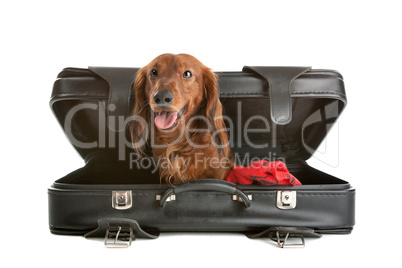 Dog in suitcase