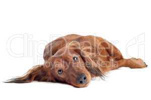 Dachshund in front of a white background
