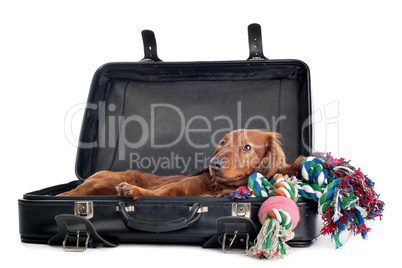 Dog resting in suitcase