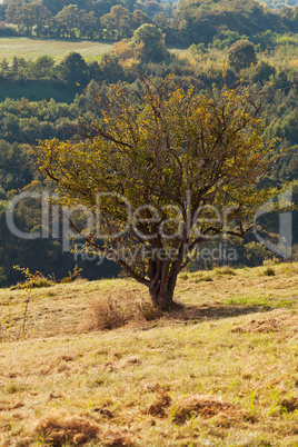 tree standing on a hillside