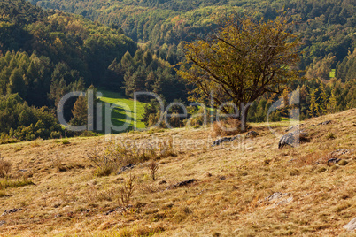 tree standing on a hillside