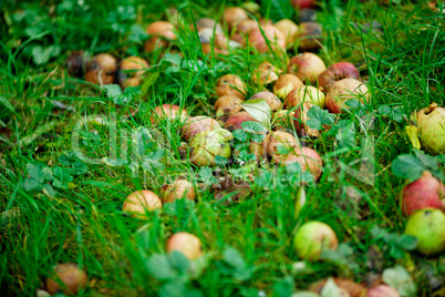 rotten apples in the background of green grass