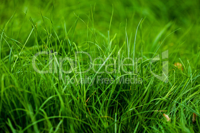 background of lush green grass