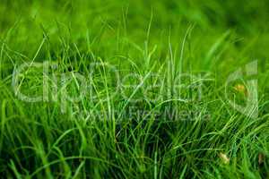 background of lush green grass
