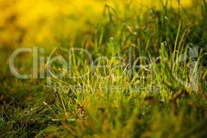 background of lush green grass  in the light sun