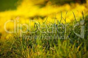 background of lush green grass  in the light sun