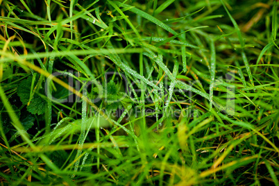 background of lush green grass with dew