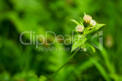 bur on the background of lush green grass