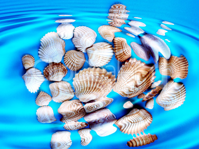 Underwater shells