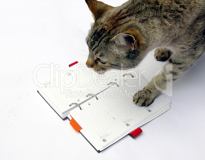 Cat reading notebook