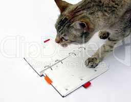 Cat reading notebook