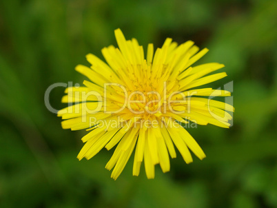 Dandelion