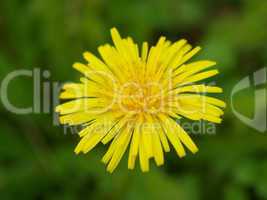 Dandelion