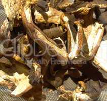 Mushrooms