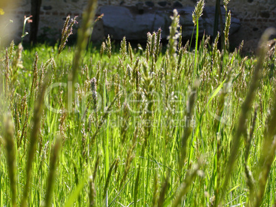 Grass meadow weed