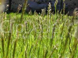 Grass meadow weed
