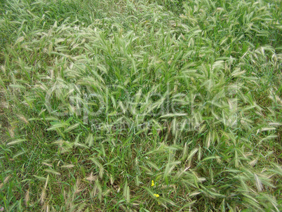 Grass meadow weed