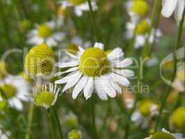 Chamomile picture