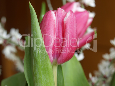 Tulip picture