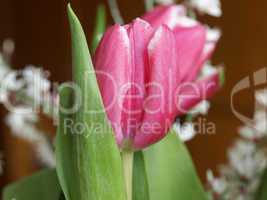 Tulip picture
