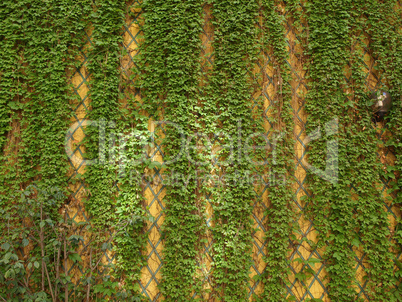 Ivy wall