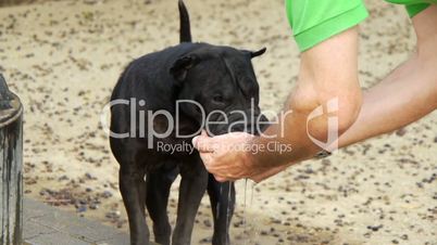 Dog drinks water from a hand