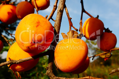 Persimmon on the branch