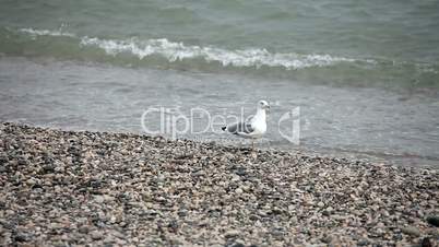 Wondering seagull on rocky stones beach
