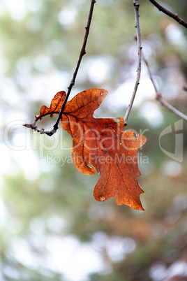 Leaf on a branch