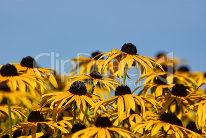 Sonnenhüte, Echinacea