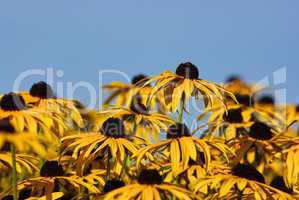 Sonnenhüte, Echinacea