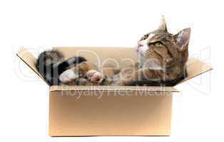 little cat in paperbox