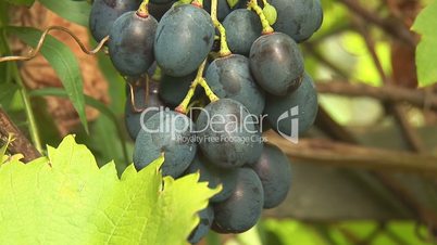 grapes 5