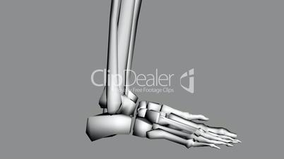 Moving of 3D skeleton.skull,anatomy,human,medical,body,biology,medicine,science,bone,