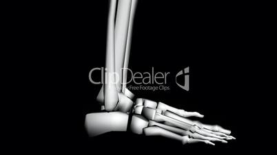 Moving of 3D skeleton.skull,anatomy,human,medical,body,biology,medicine,science,bone,