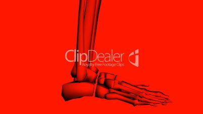 Moving of 3D skeleton.skull,anatomy,human,medical,body,biology,medicine,science,bone,
