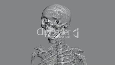Rotation of 3D skeleton.skull,anatomy,human,medical,body,biology,medicine,science,bone,Grid,mesh,sketch,structure,
