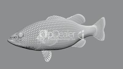 Moving of 3D fish.sea,ocean,water,animal,isolated,tropical,underwater,aquarium,Grid,mesh,sketch,structure,