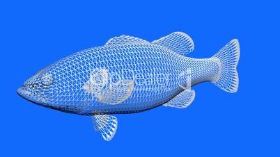 Moving of 3D fish.sea,ocean,water,animal,isolated,tropical,underwater,aquarium,Grid,mesh,sketch,structure,