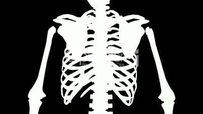 Rotation of 3D skeleton.ribs,chest,anatomy,human,medical,body,skull,biology,medicine,science,bone,