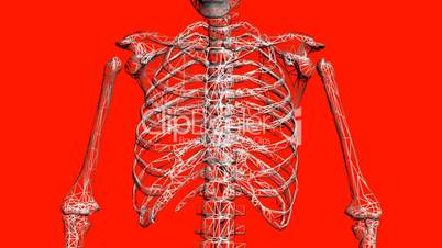 Rotation of 3D skeleton.ribs,chest,anatomy,human,medical,body,skull,biology,medicine,science,bone,Grid,mesh,sketch,structure,