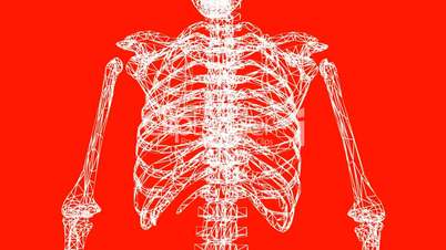 Rotation of 3D skeleton.ribs,chest,anatomy,human,medical,body,skull,biology,medicine,science,bone,Grid,mesh,sketch,structure,