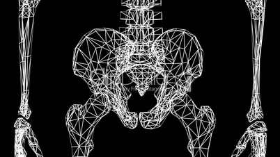 Rotation of 3D skeleton.Hip_bone,pelvis,pelvic,anatomy,human,medical,body,skull,biology,medicine,science,bone,Grid,mesh,sketch,structure,