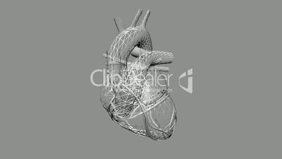 Rotation of heart.love,medical,health,pulse,medicine,care,heartbeat,Grid,mesh,sketch,structure,