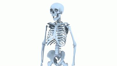 Rotation of 3D skeleton.skull,anatomy,human,medical,body,biology,medicine,science,bone,