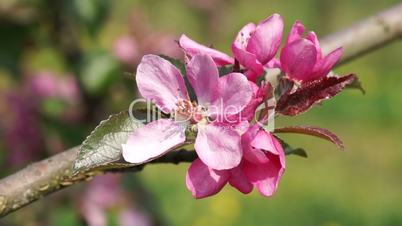 Pink apple blossoms